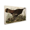 thumbnail image 3 of Trademark Fine Art "Great American Hen and Young" Canvas Art by John James Audubon, 3 of 4