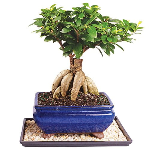Brussel S Live Gensing Grafted Ficus Indoor Bonsai Tree 7 Years Old 10 To 16 Tall With Decorative Container Humidity Tray Deco Rock Walmart Com Walmart Com