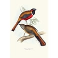 thumbnail image 3 of John Gould 13x18 Black Modern Framed Museum Art Print Titled - Temminck's Trog (1835-1838), 3 of 5
