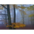thumbnail image 2 of Strand, Hans 24x19 Black Ornate Wood Framed with Double Matting Museum Art Print Titled - Autumn Forest, 2 of 4
