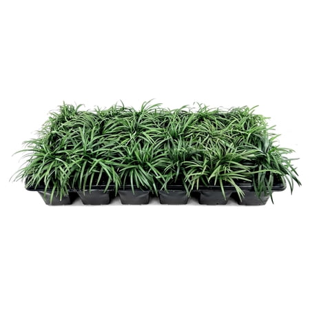 Dwarf Mondo Grass | 10 Live 4 Inch Plants | Ophiopogon Japonicus | Ground Cover Plant Shade Tolerant Grass Low Maintenance Landscaping Evergreen Foliage Dense Green Carpet Drought Tolerant