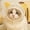 A, variant on FGJH Breathable Mesh Cat Head Cover With Adjustable Belt Cat Ears Licking Scratch