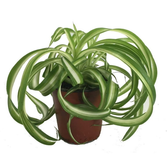 Bonnie Curly Spider Plant - Easy - Cleans the Air - 4" Pot - Grown by Hirt's Gardens