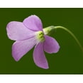 thumbnail image 4 of Purple Rain Shamrock - The Love Plant - Edible - Oxalis triangularis 5 Bulbs, 4 of 5