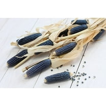 Exotic Blue Corn - 25 Seeds to Plant - Blue Corn is The Most Rare - Grow Blue Popcorn