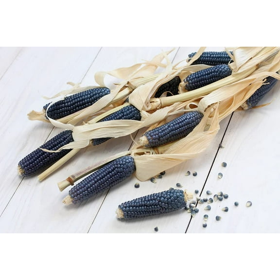 Exotic Blue Corn - 25 Seeds to Plant - Blue Corn is The Most Rare - Grow Blue Popcorn