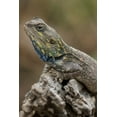 thumbnail image 2 of Souders, Paul 11x14 Black Ornate Wood Framed with Double Matting Museum Art Print Titled - Tanzania-Ngorongoro Conservation Area-Ndutu Plains-Small ant walks across head of Agama Lizard, 2 of 4