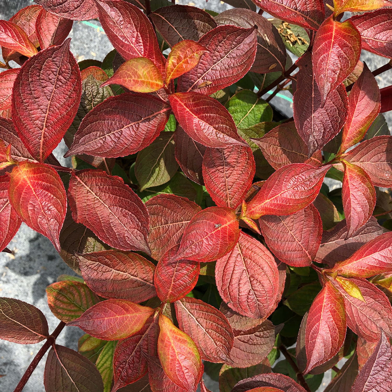 Proven Winners ColorChoice 5" Pink Midnight Sun Reblooming Weigela Live Plant in 4.5" Pot (4 Count)