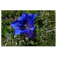 thumbnail image 1 of Flowers Ceramic Tile Mural Kitchen Backsplash Bathroom Shower, 402489-M64, 1 of 3