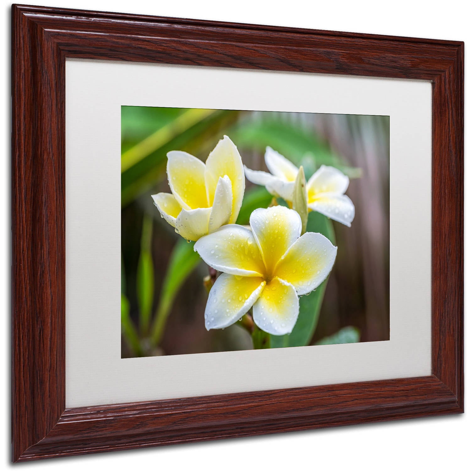 Trademark Fine Art 'Plumeria in the Rain' Canvas Art by Pierre Leclerc, White Matte, Wood Frame