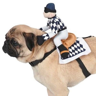 Show Jockey Saddle Harness Dog Costume Cute Navy White Race Day Rides The Pooch (Small)