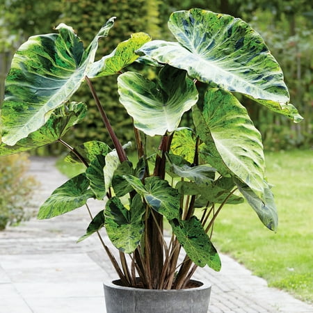 Van Zyverden Elephant Ears Mojito - Set of 1 Bulbs - Walmart.com
