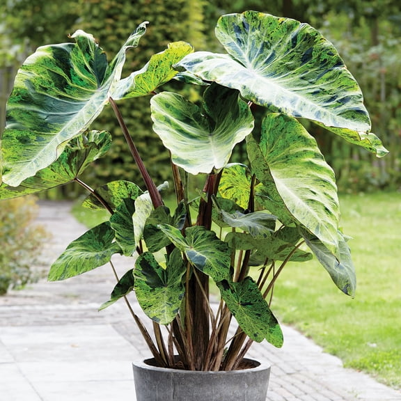 Van Zyverden Elephant Ears Mojito Set of 1 Bulbs Green Part Sun