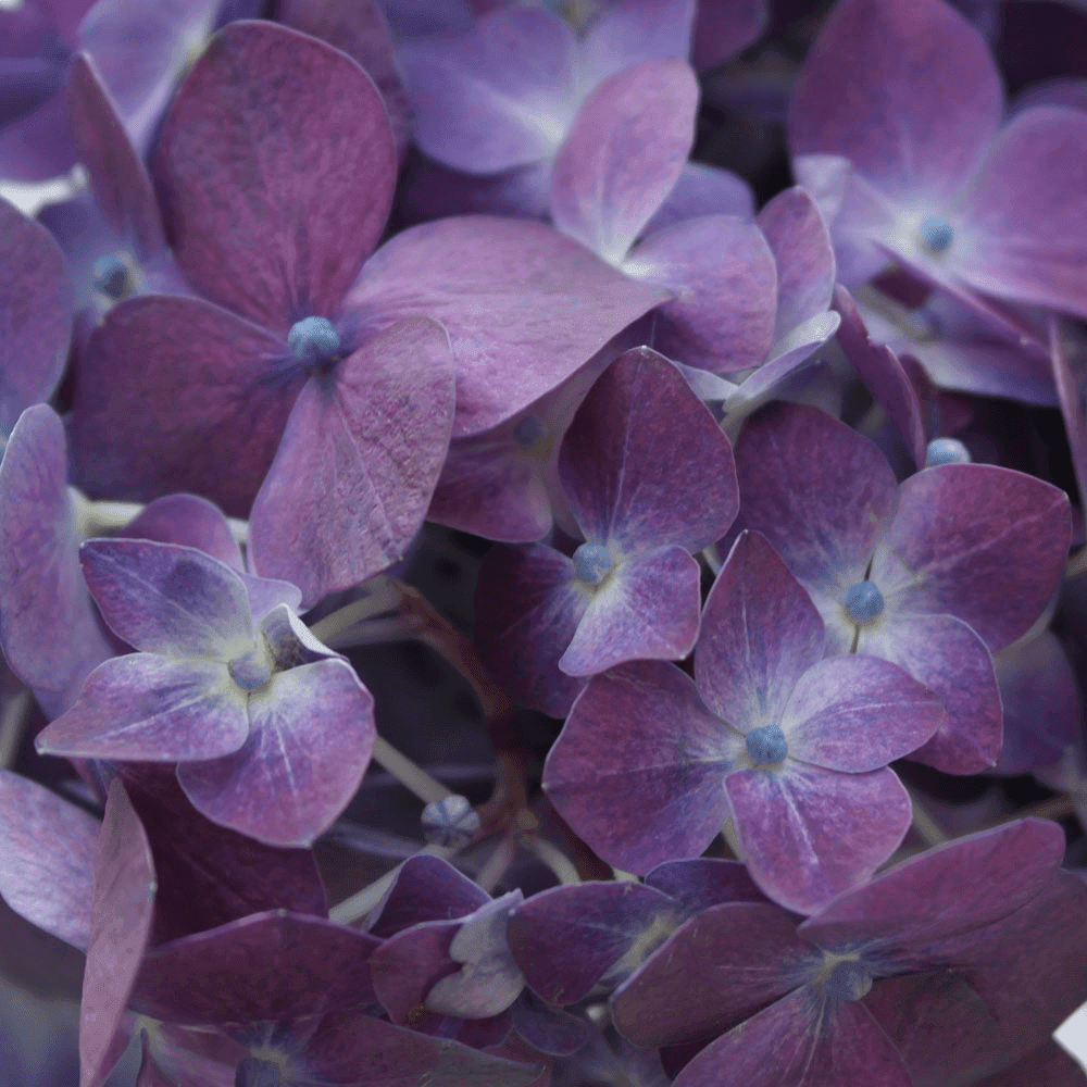 30 Light Green Mini Hydrangea Flowers- Beautiful Fresh Cut