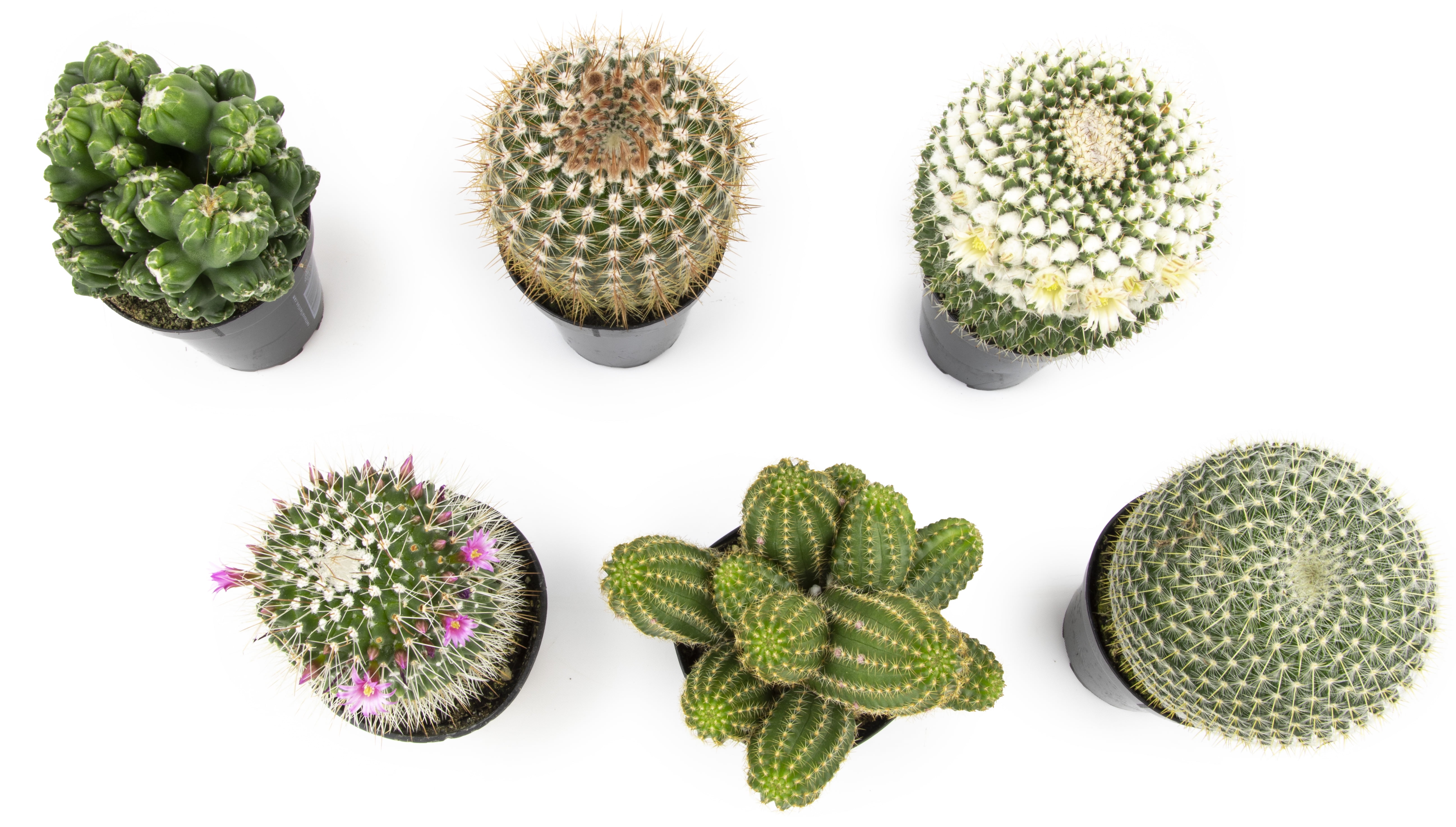 Altman Plants Large Cactus Plants 6-Pack; 3.5 Inch Grower Pots, Full Sun; Easy Plant Care