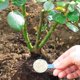 thumbnail image 3 of Polvo para enraizar plantas 50g, 3 of 5