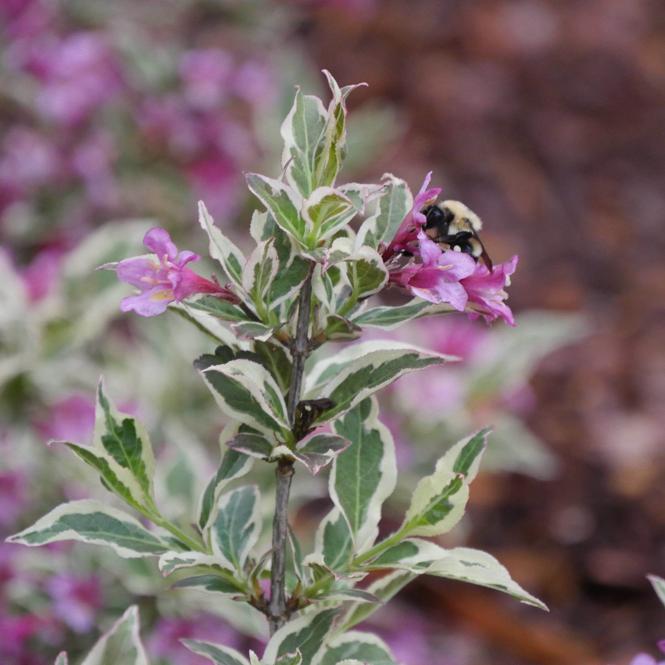 Proven Winners ColorChoice 5" My Monet Purple Effect Weigela Live Plant in 4.5" Pot (4 Count)