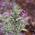 thumbnail image 3 of Proven Winners ColorChoice 5" My Monet Purple Effect Weigela Live Plant in 4.5" Pot (4 Count), 3 of 9