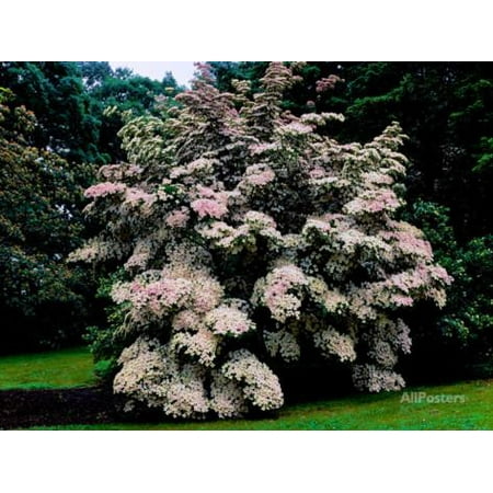 - Kousa Dogwood trees (Cornus kousa) in a garden, United States National Arboretum, Washington DC... Print Wall Art