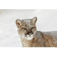 thumbnail image 2 of Jones, Adam 24x17 Black Ornate Wood Framed with Double Matting Museum Art Print Titled - Juvenile mountain lion in deep winter snow-controlled situation-Montana-Puma concolor, 2 of 4