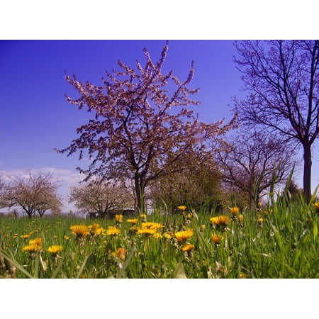 Canvas Print Tree Meadow Spring Dandelion Bloom Grass Blossom Stretched Canvas 10 x (Best Way To Kill Dandelions In Grass)