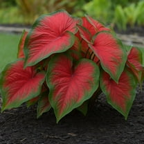 Dragon Heart Caladium Bulbs for Planting - Perennial Hosta, Elephant Ears, Fancy (6 Bulbs)