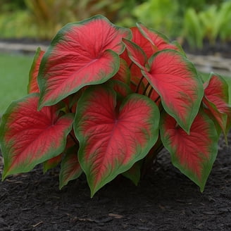 Blooming Secrets Elephant Ears Plant Bulbs (3 Count) - Walmart.com