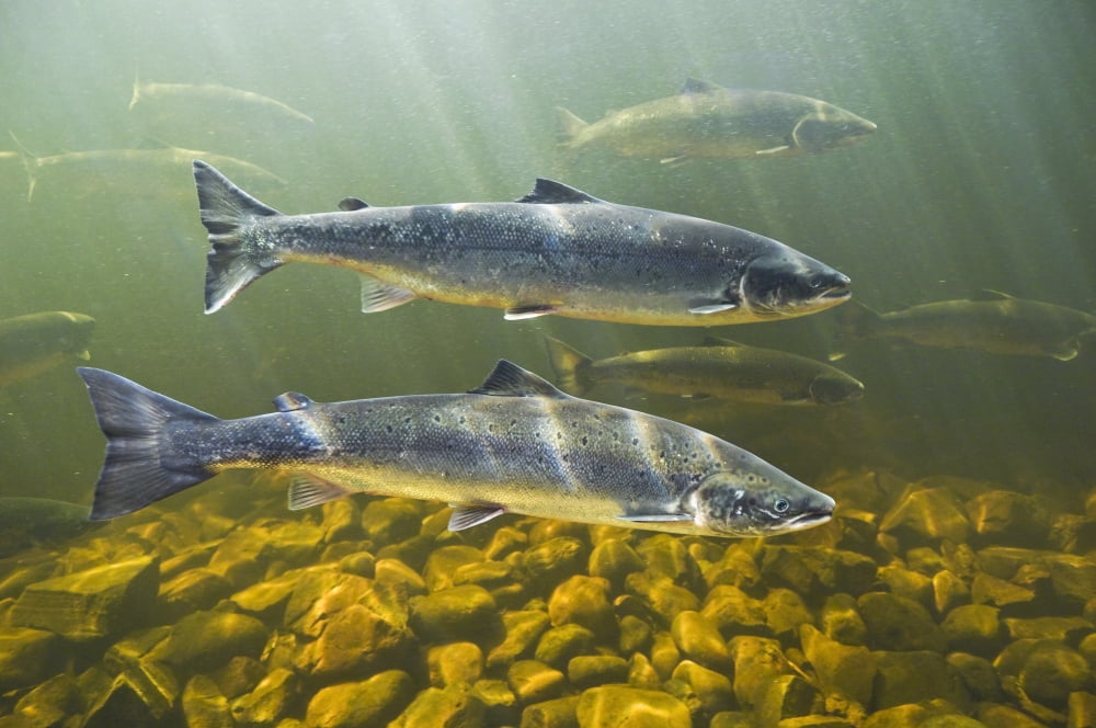 Atlantic Salmon Adults Migrate From Salt Water Of North Atlantic Ocean Upstream Through Freshwater Of Their Natal River To Reach Spawning Grounds Exploits River Newfoundland Canvas Art - Thomas Kitchi