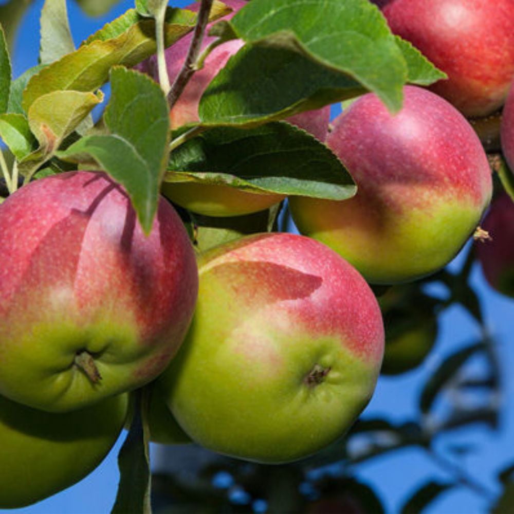 Expert Gardener 3-4 ft. tall Semi Dwarf McIntosh Apple Live Tree in 7- Gallon Grower Pot