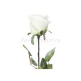 thumbnail image 2 of Artificial Silk Valentine Cream Roses Single Stem Flowers (12 pieces), 2 of 2
