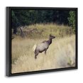 thumbnail image 2 of Stupell Industries Traditional Wild Elk Nature Grove Photography Black Floating Frame Canvas Art, 21 x 17, by Stede Bonnett, 2 of 7