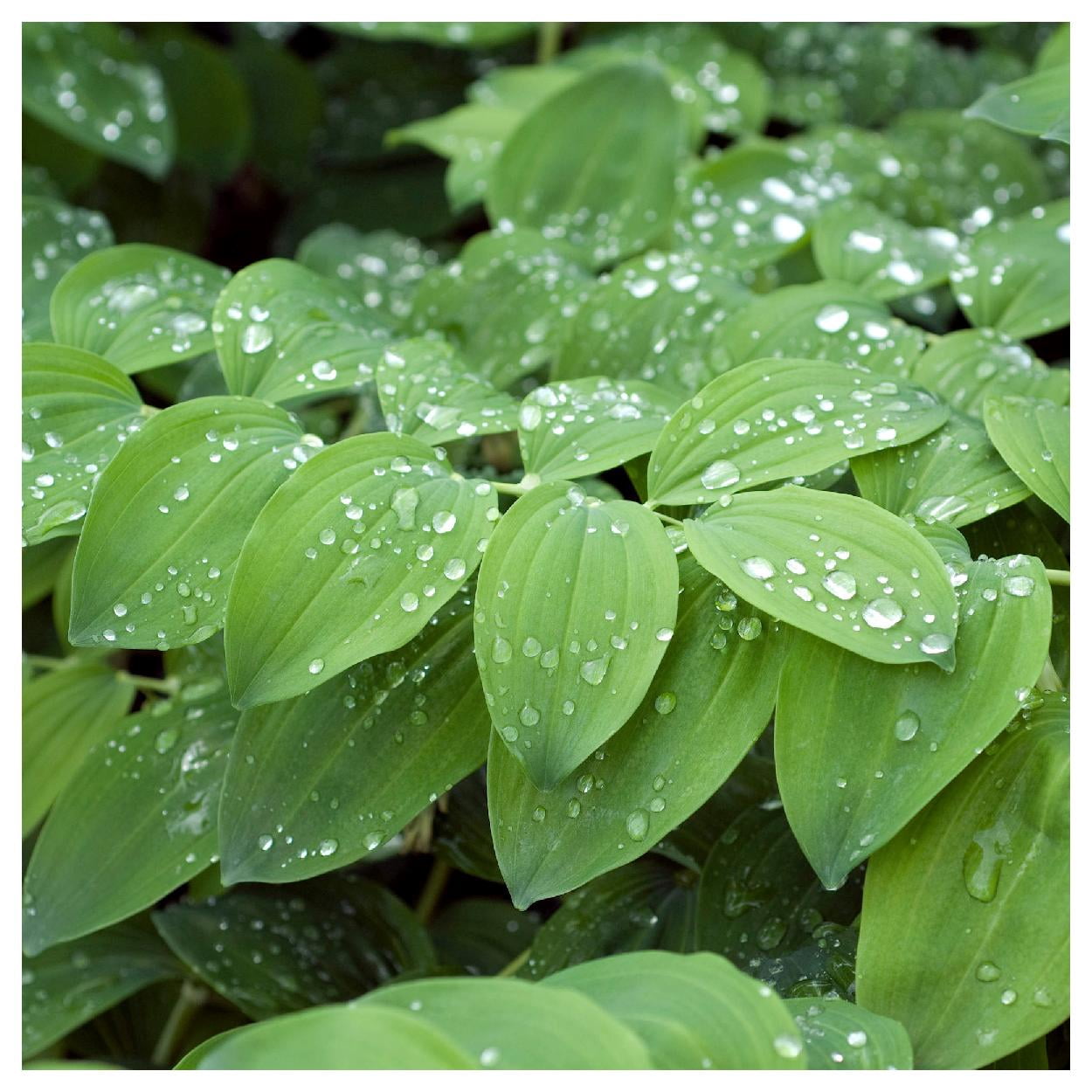 Everwilde Farms - 1 oz Solomons Seal Native Wildflower Seeds - Gold Vault Bulk Seed Packet