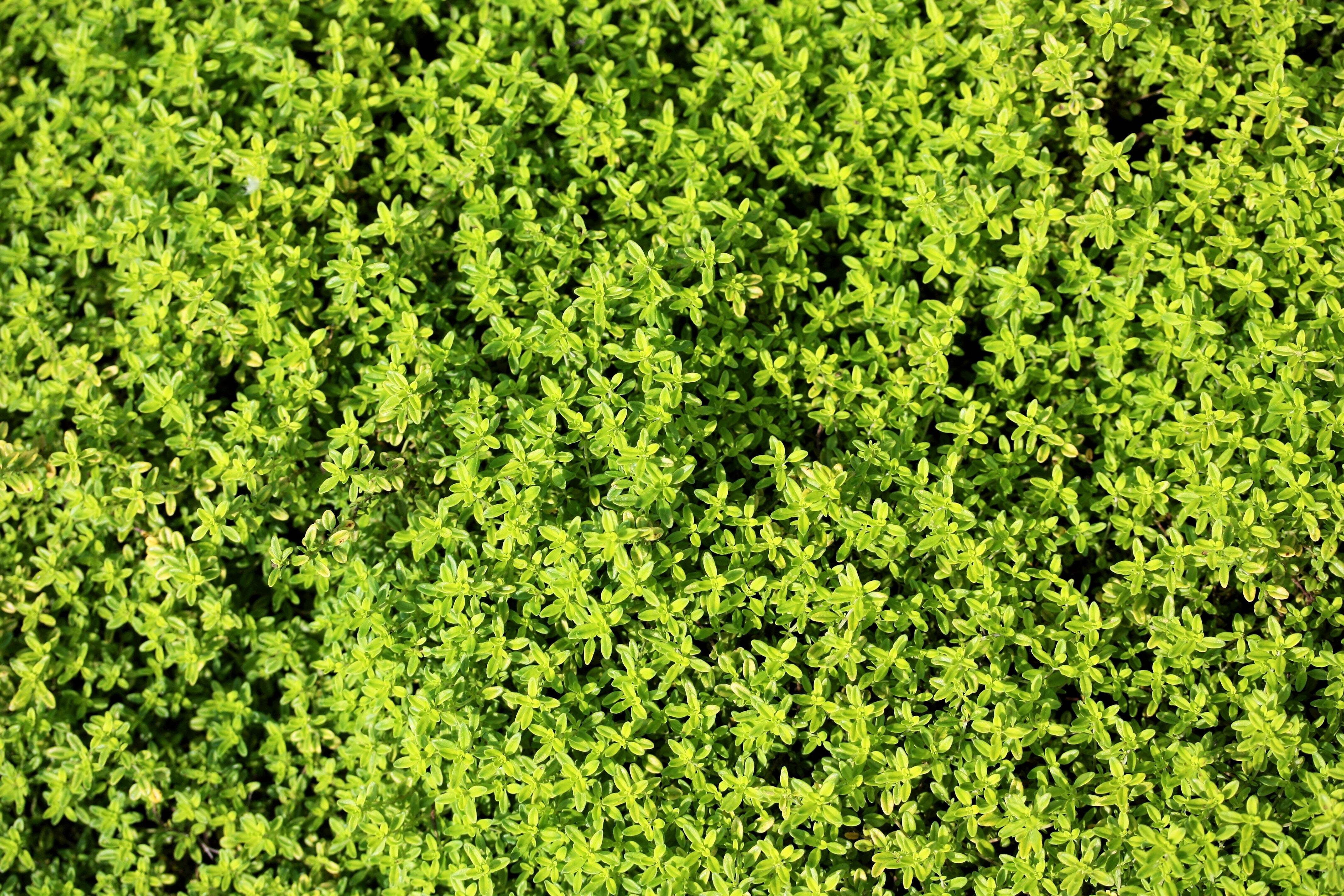 10,000 BULK LEMON THYME Thymus Pulegioides Herb Purple Flower Fragrant Evergreen Seeds