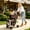 khaki, variant on HomePerch Double Pet Stroller for Small & Medium Dogs and Cats, 3-in-1 Foldable Pet Stroller with Detachable Carrier, 4-Wheel Travel Cart, Safety Leashes, Khaki