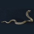 thumbnail image 1 of 17cm Realistic Lifelike Cobra Snake Replica Animal Model PVC Figure Kids Toys, 1 of 4