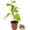 1 Plant, variant on Purple Possum Passion Fruit Plant - 1 Live Plant in a 4 Inch Growers Pot - Passiflora Edulis - Edible Fruit Bearing Vine for The Patio and Garden