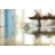 Air Plant Shop Rare Tectorum Ecuador Air Plants - Unique, Bright White, Nursery-Grown Tillandsia House Plant with Fuzzy Trichomes for Terrariums, Driftwood & Living Walls - Wholesale (Pack of 5)