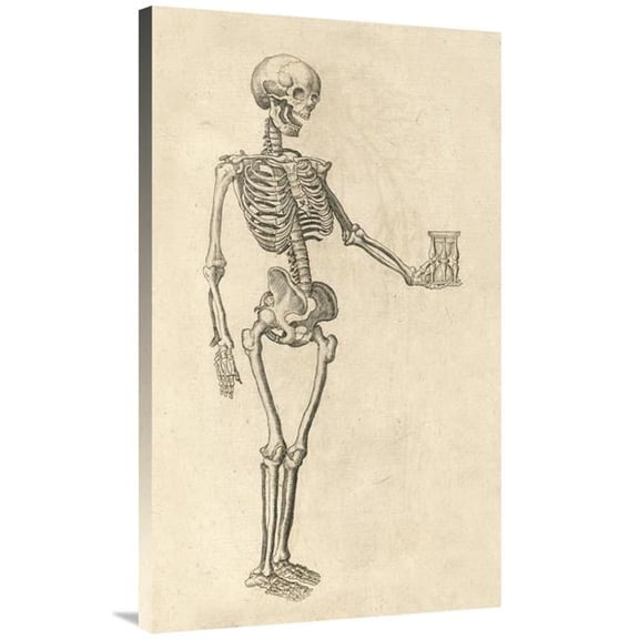 40 in. Human Skeleton with Hourglass Art Print - Caspar Bauhin