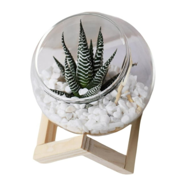 DOLITY Glass Flower Pot Horticultural Cute Small Flower Pot for Office Balcony Yard 12cm