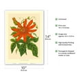 thumbnail image 2 of The Passion Flower (Tacsonia buchanani) - Passiflora Vitifolia - Vintage Botanical Illustration c.1930’s - Master Art Print 10in x 14in, 2 of 4