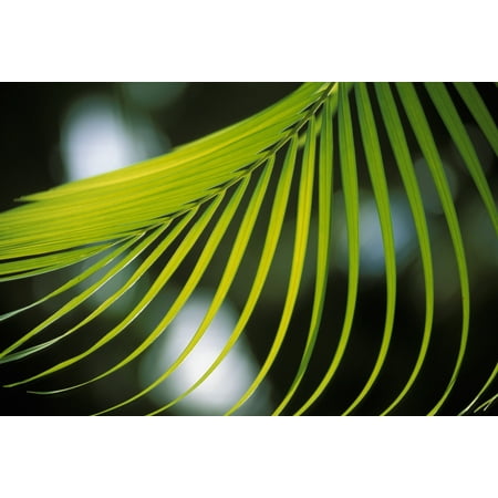 Close-Up View Of Palm Leaf Hanging From Tree Blurry Background Canvas Art - Bill Schildge  Design Pics (17 x