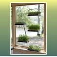thumbnail image 4 of Window Garden Double Veg Ledge Shelf Organic Wheatgrass Kit Bundle (5), 4 of 7