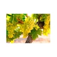 thumbnail image 2 of Vino Blanco Blue Rhin Liebfraumilch 750 ml, 2 of 3