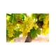 thumbnail image 2 of Vino Blanco Blue Rhin Liebfraumilch 750 ml, 2 of 3