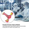 thumbnail image 5 of Life-Size Female Uterus Ovary Fallopian Tubes Model - Anatomical Teaching Tool with Base | 18cm PVC Medical Model for Education, 5 of 5