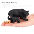 thumbnail image 4 of Toy de Modelo de Ciclo de Crecimiento delito, Figuras de Ciclo de Vida de Osos Negros Biológicos Juguetes Realesistas para el Aprendizaje, 4 of 7