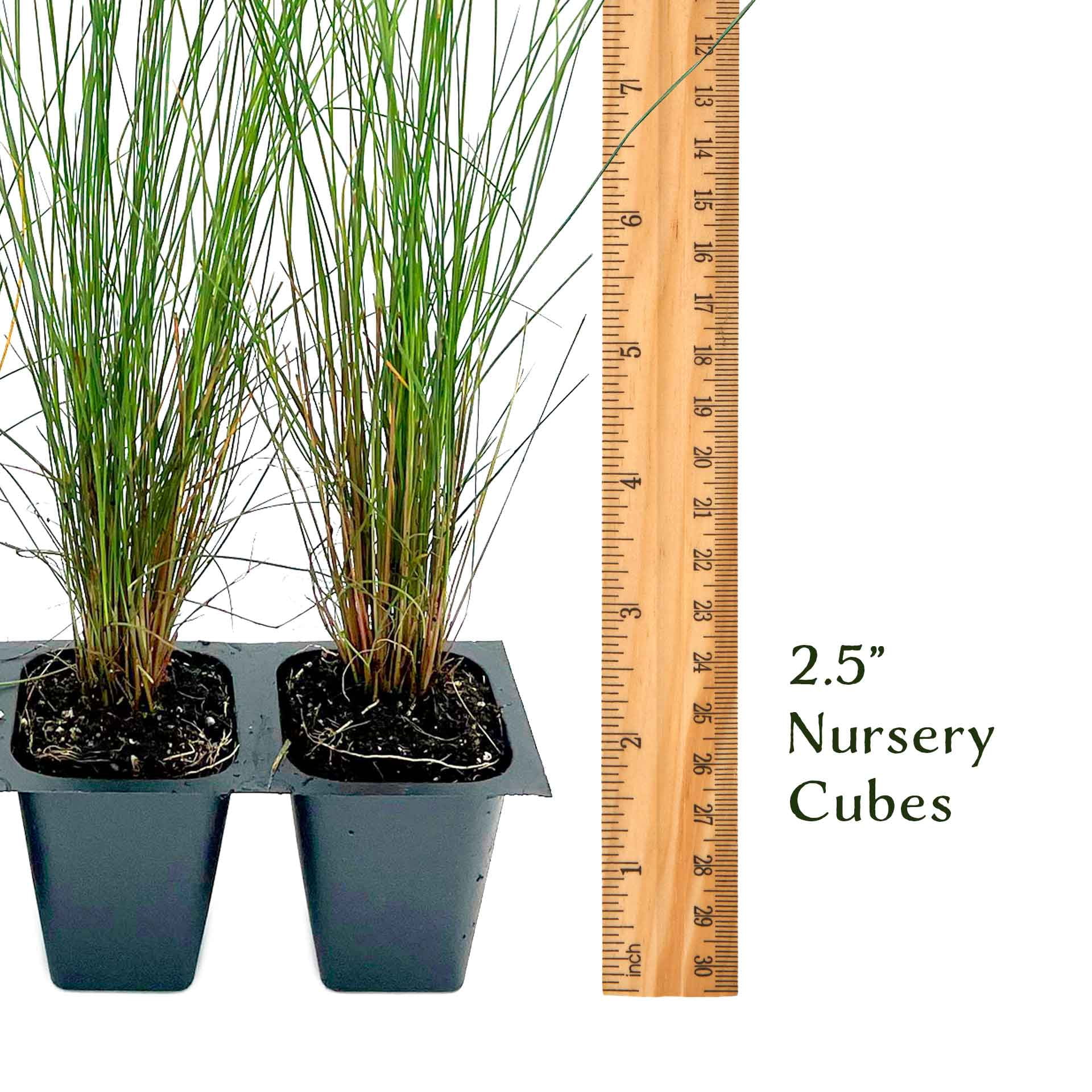 6 Pink Muhly Grass – Ornamental Perennial Grass with Cotton-Candy Pink Plumes for Borders & Mass Planting (Muhlenbergia capillaris) in 2.5″ Cubes, Live Plants