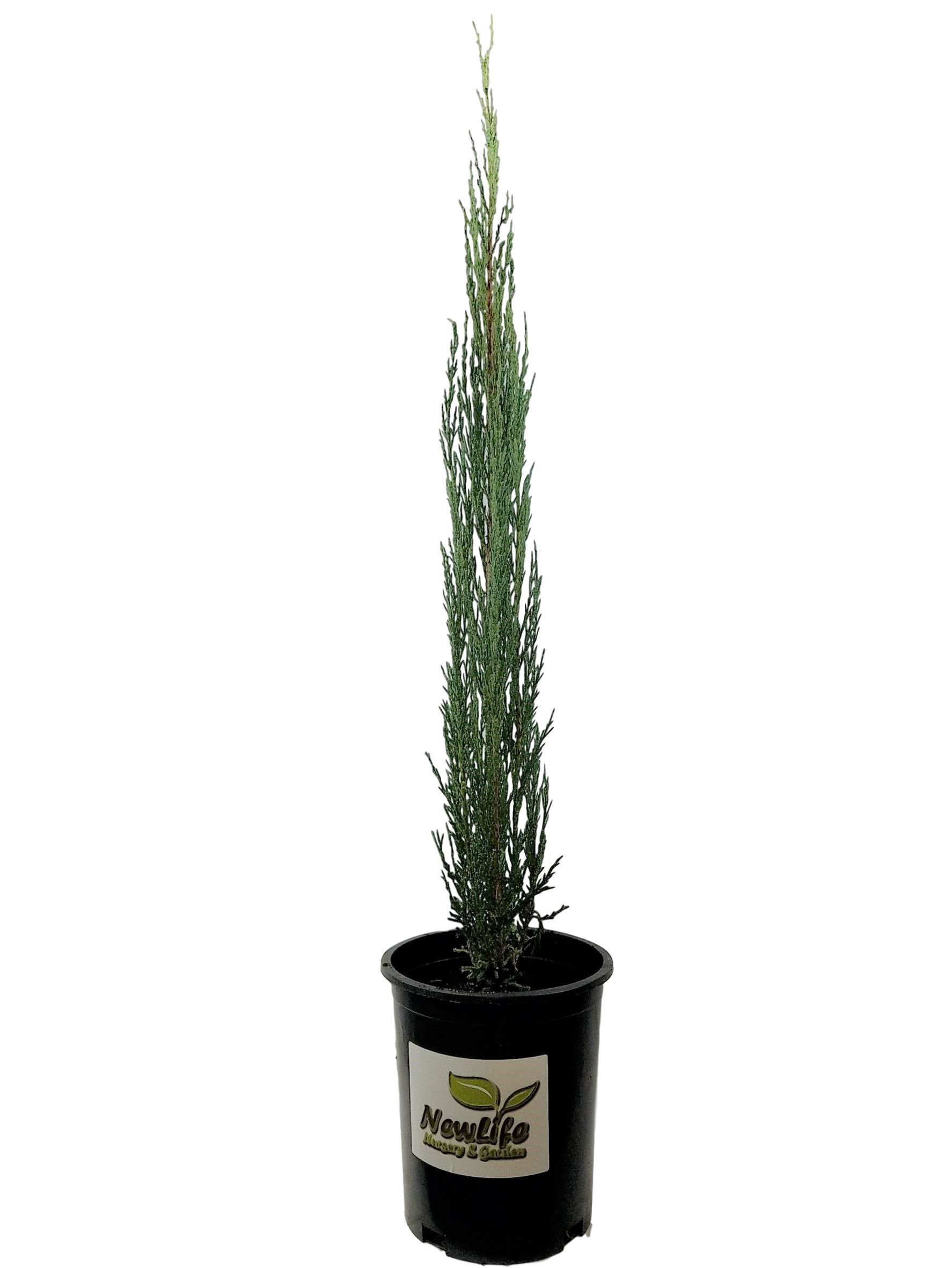 Sky Rocket Blue Juniper Tree - Live Plant - ( 2.5 QT ) - Evergreen - Full Sun
