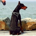 thumbnail image 4 of PETKIT Air Fly Pet Harness, Small, Breathable, Light Foam, Shock Absorbent (Small), 4 of 5