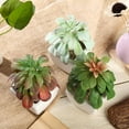 thumbnail image 6 of BalsaCircle 3 Green Assorted 5" Artificial Faux Echeveria Succulent Plants Off White Pots, 6 of 6